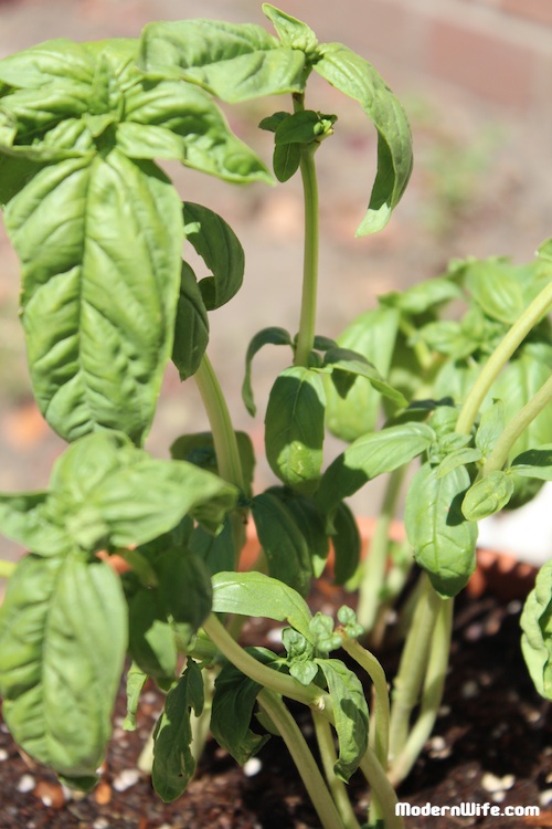 Basil in our autumn garden