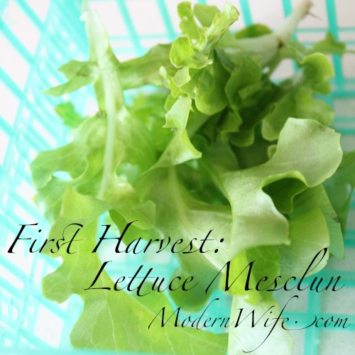 First Harvest Lettuce Mesclun