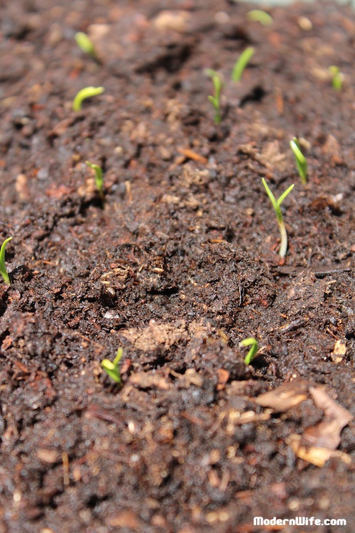 Spinach Sprouts in our Autumn garden