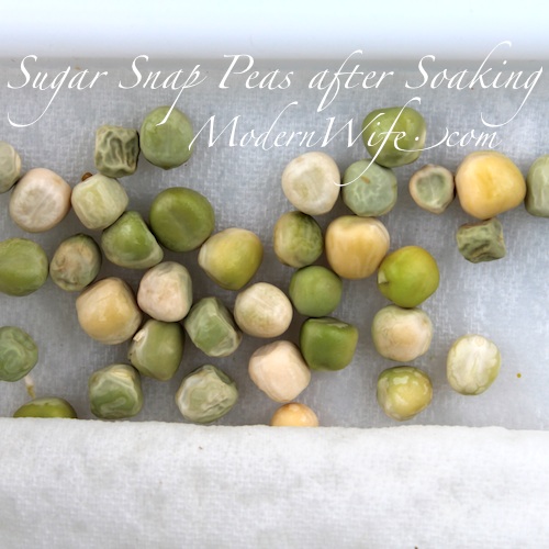 Soaked Sugar Snap Peas are Moist and Engorged