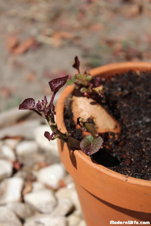 Sweet Potato Sprouts in our autumn garden